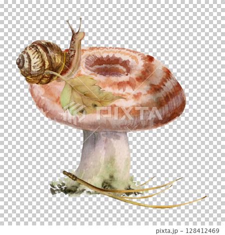 Lactarius milk-cap russula striped mushroom, snail, fallen autumn leaf on cap, dried pine needles. Fungus nature illustration hand drawn in watercolor. Forest festival posters, educational printables 128412469