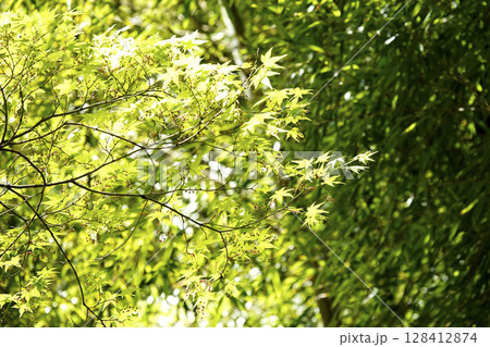 春の日を浴びて緑鮮やかなもみじ 128412874