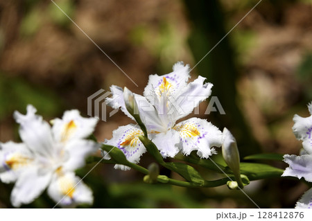 山間の樹下に咲く射干（シャガ）の花 128412876