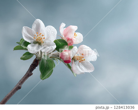 Delicate spring blossom closeup. White and pink petals glisten with dew. Symbolizes new beginnings, beauty,  freshness. Ideal for nature, seasonal, or wellness themes. 128413036