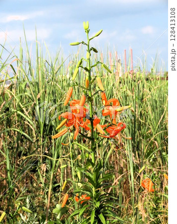 球根の花： ユリの花：オニユリ&葦：天の川河川敷の藪の中 128413108