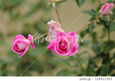 荒尾市 おもやい市民花壇 バラの花、 荒尾市 おもやい市民花壇 バラの花、 128413163