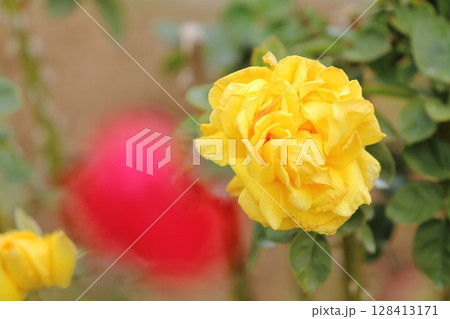 荒尾市 おもやい市民花壇 バラの花、 荒尾市 おもやい市民花壇 バラの花、 128413171