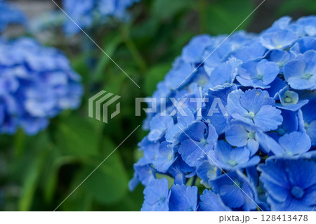 美しい青いあじさいの花-Beautiful blue hydrangea flower- 128413478