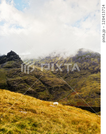 Golden grasses carpet the slope where a lone sheep peacefully nibbles, the stark, mountainous terrain dominates the scene. 128413714