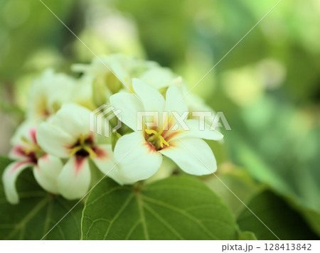 6月に咲いた意外と可愛いアブラギリの白い花 128413842