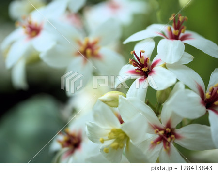 6月に咲いた意外と可愛いアブラギリの白い花 6月に咲いた意外と可愛いアブラギリの白い花 128413843