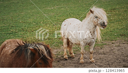 Pony with unique spots and long mane standing outdoors 128413965
