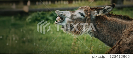 Donkey Making Unique Face in Green Pasture Atmosphere 128413966