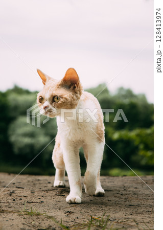 Adventurous Cat Exploring Outdoor Terrain in Soft Lighting 128413974