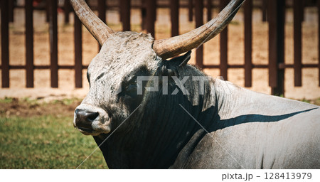 Hungarian Grey Steppe Close up. Magyar Szurke. Podolic cattle characterised by long lyre-shaped horns and a pale grey coat. Hungarian Hungarian Grey Steppe Close up. Magyar Szurke. Podolic cattle characterised by long lyre-shaped horns and a pale grey coat. Hungarian 128413979