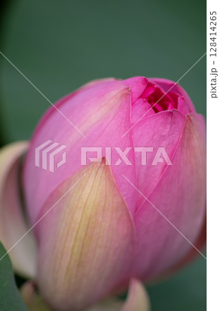 美しい大賀ハスの蕾 美しい大賀ハスの蕾 128414265