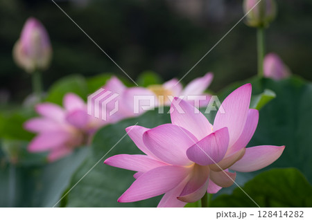 美しい大賀ハス開花 128414282