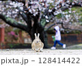 大久野島の兎 128414422