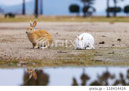 大久野島の兎 128414426