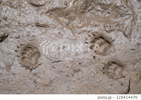 Dog Paw Prints in Mud. Top View 128414470