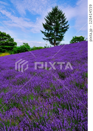 幌見峠ラベンダー園の風景（北海道札幌市中央区） 128414559
