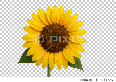 Bright Sunflower Blooming With Vibrant Yellow Petals and a Rich Brown Center 128414785