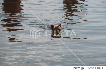 A small, cute Yorkshire Terrier is swimming in calm water, with only its head visible above the surface. 128414811