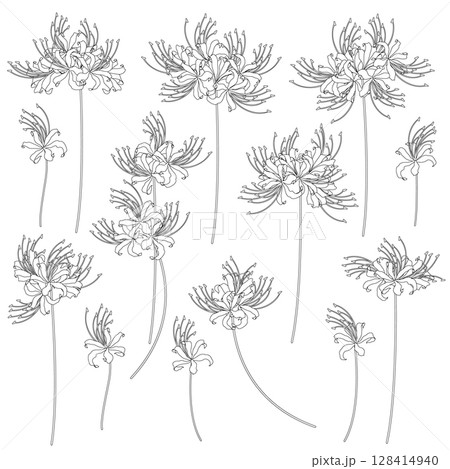 和柄に最適な美しい彼岸花の素材集, 128414940