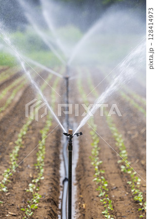 野菜畑のスプリンクラー 128414973