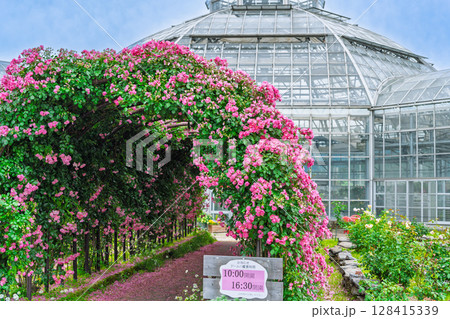 バラの花トンネル風景(フリージア) ローズガーデン はな阿蘇美 阿蘇市内牧 バラの花トンネル風景(フリージア) ローズガーデン はな阿蘇美 阿蘇市内牧 128415339