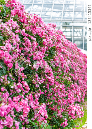 バラの花トンネル風景(フリージア)　ローズガーデン はな阿蘇美　阿蘇市内牧 128415342