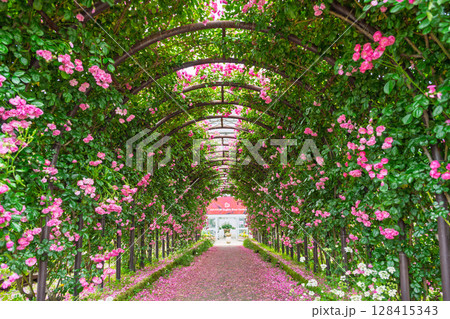 バラの花トンネル風景(フリージア)　ローズガーデン はな阿蘇美　阿蘇市内牧 128415343
