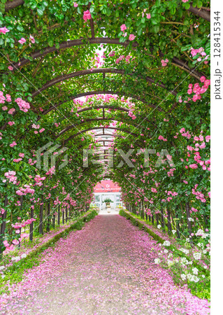 バラの花トンネル風景(フリージア) ローズガーデン はな阿蘇美 阿蘇市内牧 バラの花トンネル風景(フリージア) ローズガーデン はな阿蘇美 阿蘇市内牧 128415344