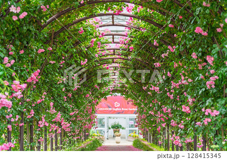 バラの花トンネル風景(フリージア) ローズガーデン はな阿蘇美 阿蘇市内牧 バラの花トンネル風景(フリージア) ローズガーデン はな阿蘇美 阿蘇市内牧 128415345
