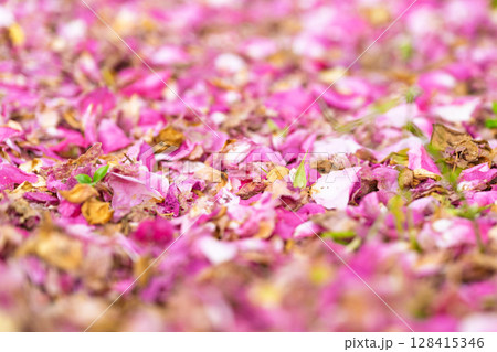 バラの花(フリージア) ローズガーデン はな阿蘇美 阿蘇市内牧 バラの花(フリージア) ローズガーデン はな阿蘇美 阿蘇市内牧 128415346