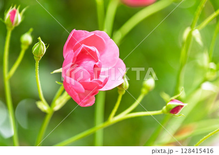 バラの花クローズアップ(チャイナローズ)　ローズガーデン はな阿蘇美　阿蘇市内牧 128415416