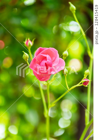 バラの花クローズアップ(チャイナローズ) ローズガーデン はな阿蘇美 阿蘇市内牧 バラの花クローズアップ(チャイナローズ) ローズガーデン はな阿蘇美 阿蘇市内牧 128415419