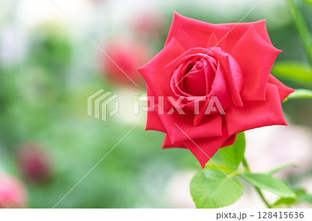 バラの花クローズアップ(バラ)　ローズガーデン はな阿蘇美　阿蘇市内牧 128415636