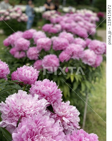 Pink peonies blooming in a garden setting with vibrant green foliage in the background 128415672