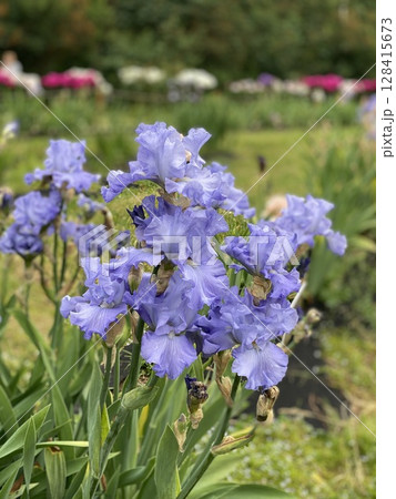 Purple irises blooming in a garden with green leaves, suitable for floral background Purple irises blooming in a garden with green leaves, suitable for floral background 128415673