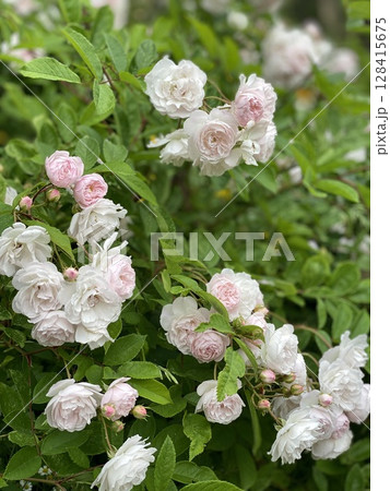 Pink and white roses blooming on lush green bush in a garden setting 128415675
