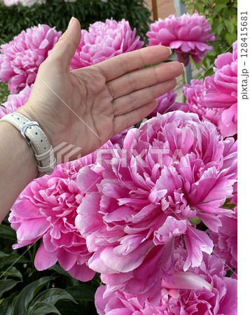 Pink peonies in full bloom beside an outstretched hand, showcasing size and beauty Pink peonies in full bloom beside an outstretched hand, showcasing size and beauty 128415681