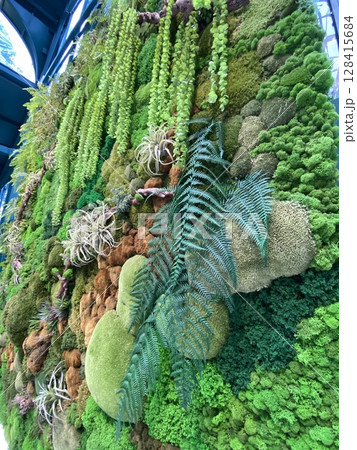 Vertical green plant wall with various types of moss and ferns, creating a lush natural background 128415684