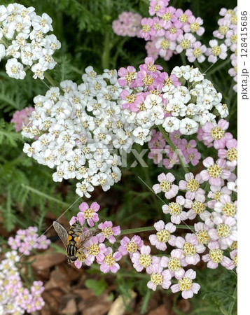 White and pink yarrow flowers in bloom with a bee foraging in a garden setting White and pink yarrow flowers in bloom with a bee foraging in a garden setting 128415686