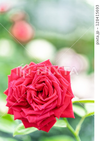 バラの花クローズアップ(バラ) ローズガーデン はな阿蘇美 阿蘇市内牧 バラの花クローズアップ(バラ) ローズガーデン はな阿蘇美 阿蘇市内牧 128415693
