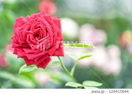 バラの花クローズアップ(バラ)　ローズガーデン はな阿蘇美　阿蘇市内牧 128415694