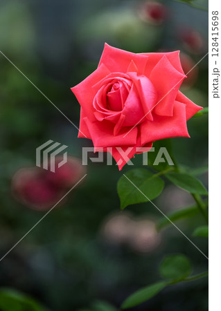 バラの花クローズアップ(バラ) ローズガーデン はな阿蘇美 阿蘇市内牧 バラの花クローズアップ(バラ) ローズガーデン はな阿蘇美 阿蘇市内牧 128415698