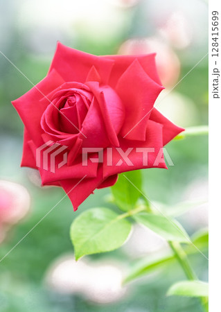 バラの花クローズアップ(バラ)　ローズガーデン はな阿蘇美　阿蘇市内牧 128415699