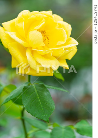 バラの花クローズアップ(黄色いバラ・チャイナローズ)　ローズガーデン はな阿蘇美　阿蘇市内牧 128415741