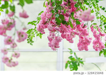 バラの花クローズアップ(ノイバラ)　ローズガーデン はな阿蘇美　阿蘇市内牧 128415848