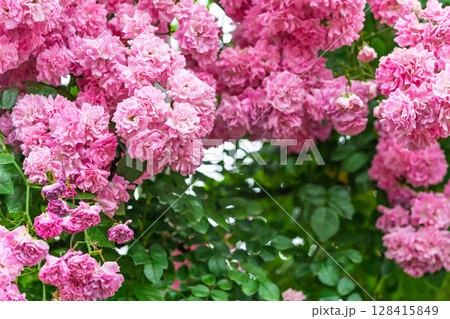 バラの花クローズアップ(ノイバラ)　ローズガーデン はな阿蘇美　阿蘇市内牧 128415849
