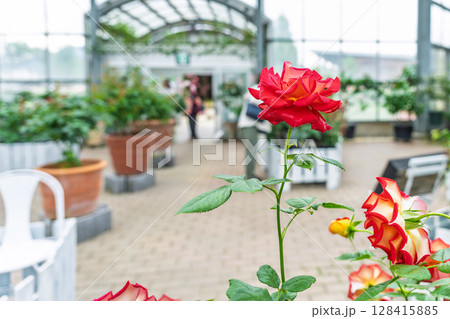 バラの花クローズアップ(バラ) ローズガーデン はな阿蘇美 阿蘇市内牧 バラの花クローズアップ(バラ) ローズガーデン はな阿蘇美 阿蘇市内牧 128415885