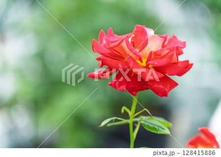 バラの花クローズアップ(バラ)　ローズガーデン はな阿蘇美　阿蘇市内牧 128415886