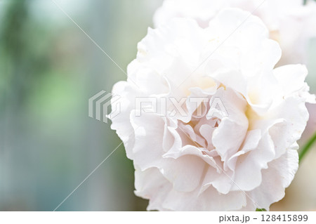 バラの花クローズアップ(バラ)　ローズガーデン はな阿蘇美　阿蘇市内牧 128415899